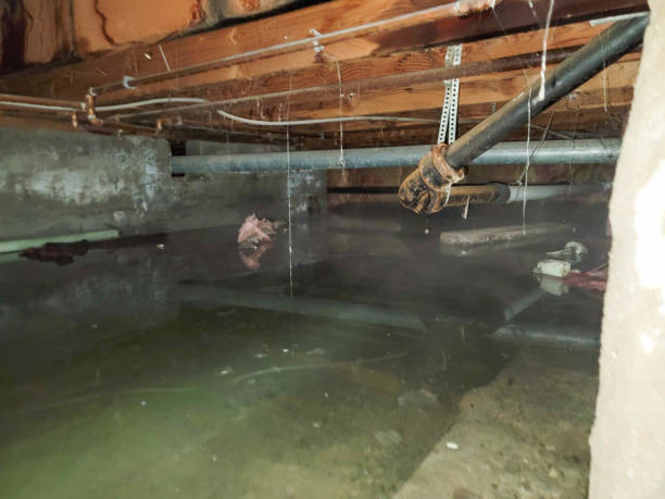 Best Mold removal after water damage  in Centerville, IA