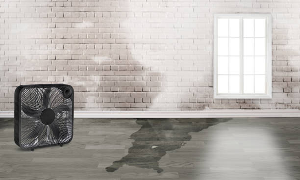 Best Flood damage cleanup  in Centerville, IA